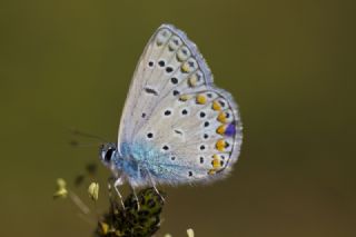 okgzl Mavi (Polyommatus icarus)