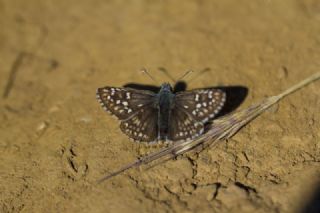 Sar Bandl Zpzp (Pyrgus sidae)