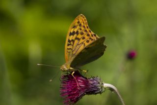 Bahadr (Argynnis pandora)