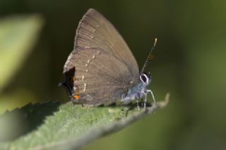 Byk Sevbeni (Satyrium ilicis)