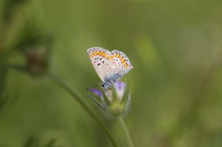 okgzl Esmer (Aricia agestis)