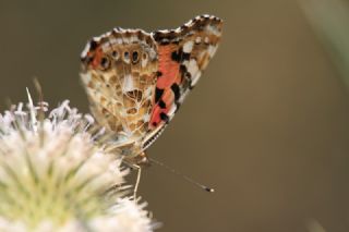 Diken Kelebei (Vanessa cardui)