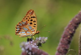 Esmerboncuk (Lasiommata maera)