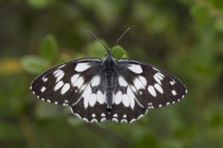 Orman Melikesi (Melanargia galathea)