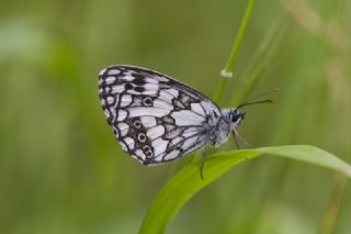 Orman Melikesi (Melanargia galathea)