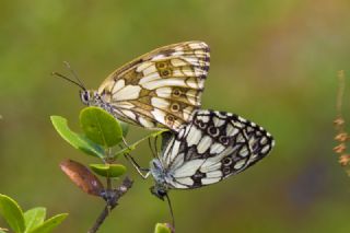 Orman Melikesi (Melanargia galathea)