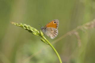 Kk Zpzp Perisi (Coenonympha pamphilus)