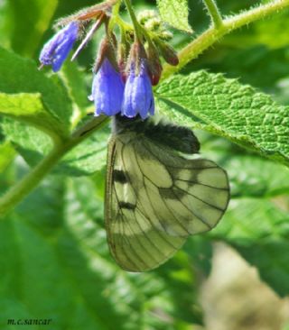 Dumanl Apollo (Parnassius mnemosyne)