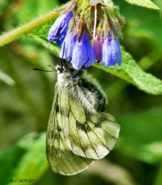 Dumanl Apollo (Parnassius mnemosyne)