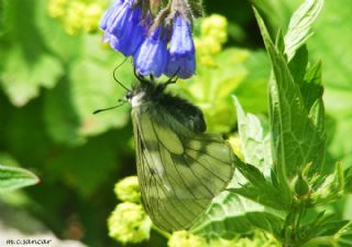 Dumanl Apollo (Parnassius mnemosyne)