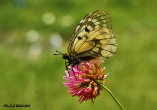 Dumanl Apollo (Parnassius mnemosyne)