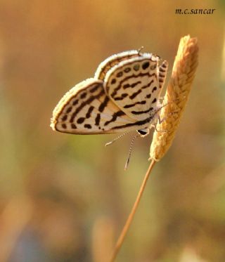 Balkan Kaplan (Tarucus balkanicus)
