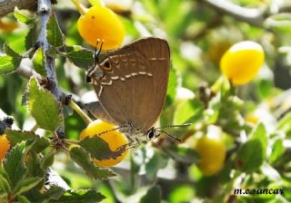 ranl Sevbeni (Satyrium marcidum)