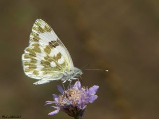 Yeni Beneklimelek (Pontia edusa)