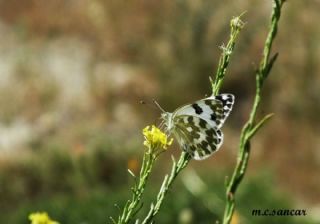 Yeni Beneklimelek (Pontia edusa)