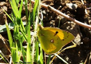 Sar Azamet (Colias croceus)