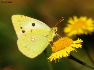 Sar Azamet (Colias croceus)