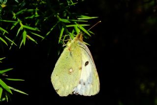 Sar Azamet (Colias croceus)