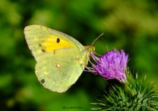 Sar Azamet (Colias croceus)