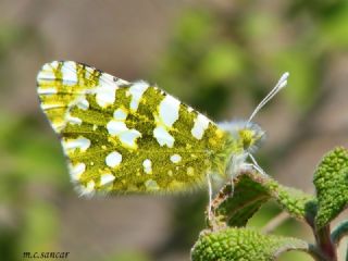 Da Oykls (Euchloe ausonia)