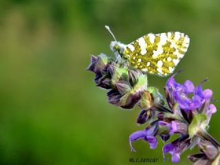 Da Oykls (Euchloe ausonia)