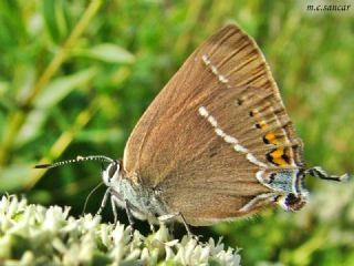 Gzel Sevbeni (Satyrium spini)