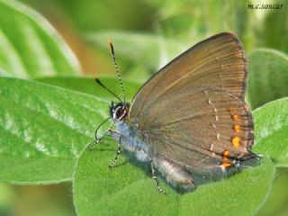 Byk Sevbeni (Satyrium ilicis)