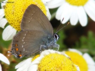 Byk Sevbeni (Satyrium ilicis)