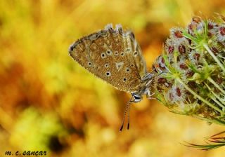 okgzl Dafnis (Polyommatus daphnis)