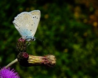 okgzl Dafnis (Polyommatus daphnis)