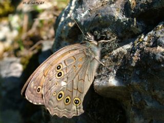 Aa Esmeri (Kirinia roxelana)