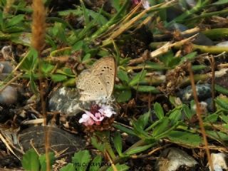 Karsandra (Zizeeria karsandra)