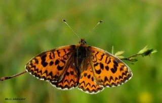 Gzel parhan (Melitaea trivia)