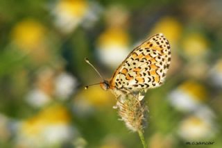 Gzel parhan (Melitaea trivia)