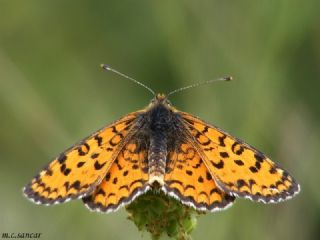 Gzel parhan (Melitaea trivia)