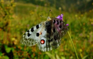 Apollo (Parnassius apollo)