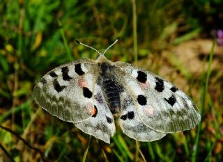 Apollo (Parnassius apollo)