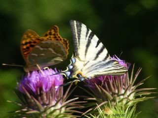 Erik Krlangkuyruk (Iphiclides podalirius)