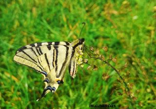 Erik Krlangkuyruk (Iphiclides podalirius)