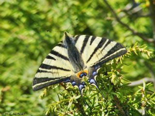 Erik Krlangkuyruk (Iphiclides podalirius)