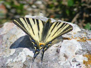 Erik Krlangkuyruk (Iphiclides podalirius)