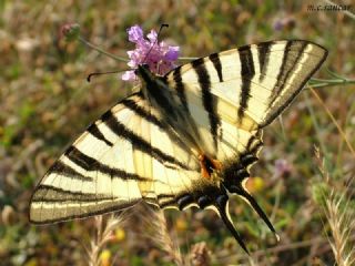 Erik Krlangkuyruk (Iphiclides podalirius)