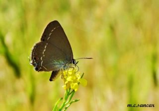 Sevbeni (Satyrium abdominalis)