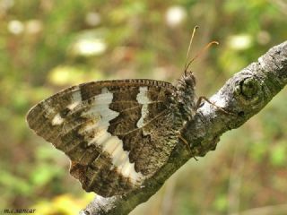 Kara Murat (Brintesia  circe)