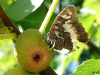 Kara Murat (Brintesia  circe)