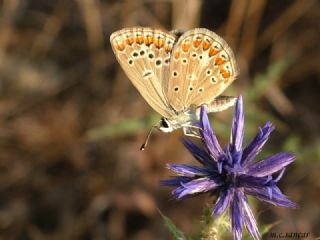 okgzl Meneke Mavisi (Polyommatus thersites)