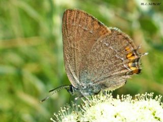 Minik Sevbeni (Satyrium acaciae)