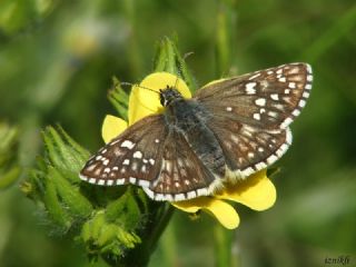 Sar Bandl Zpzp (Pyrgus sidae)