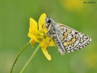 Sar Bandl Zpzp (Pyrgus sidae)