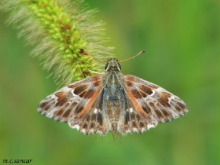 ark Zpzp (Carcharodus orientalis)